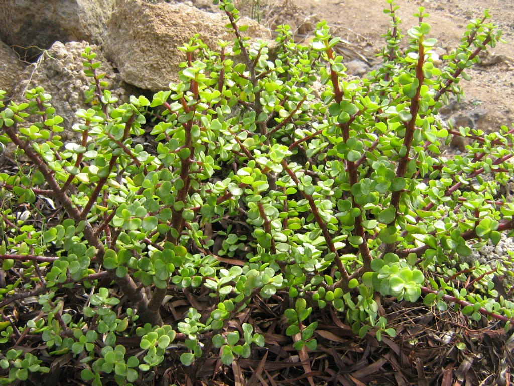 portulacaria