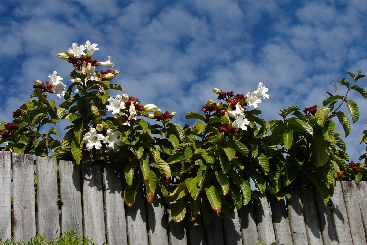 Beaumontia grandiflora near pools