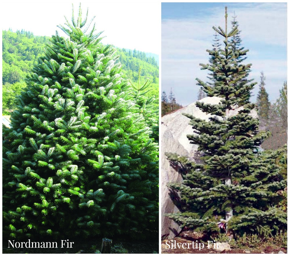 fir Christmas trees