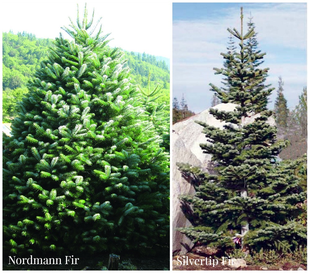 Fir Trees