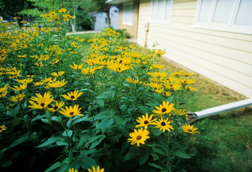 A rain garden watered by downspouts