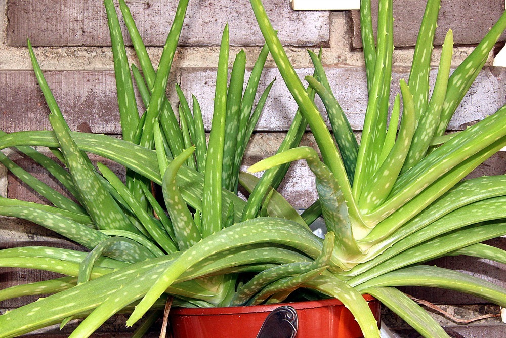 aloe plants in containers