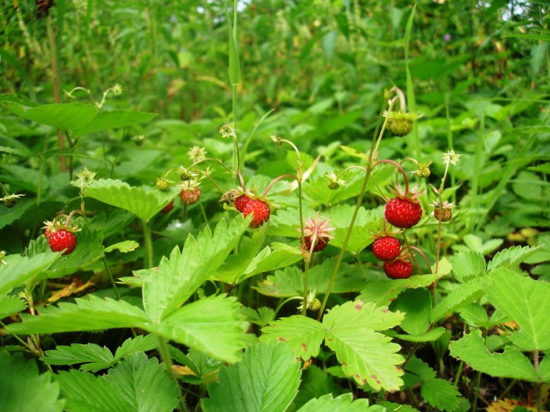 alpine strawberries