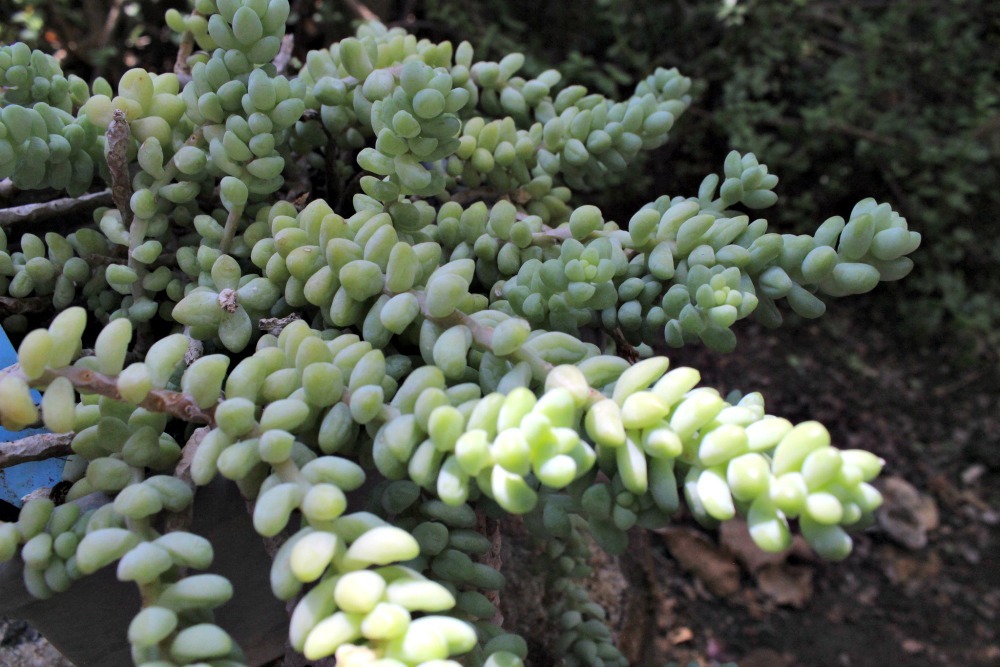 burro's tail