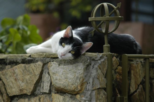 Cat friendly landscaping ideas