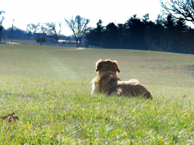 Pet friendly landscaping ideas