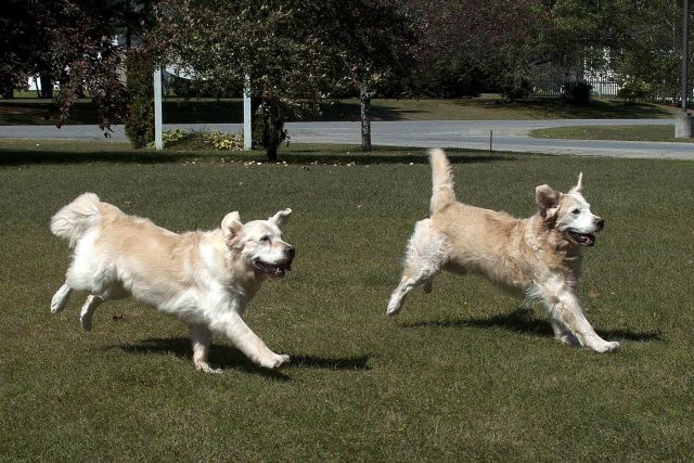 landscaping ideas for pets