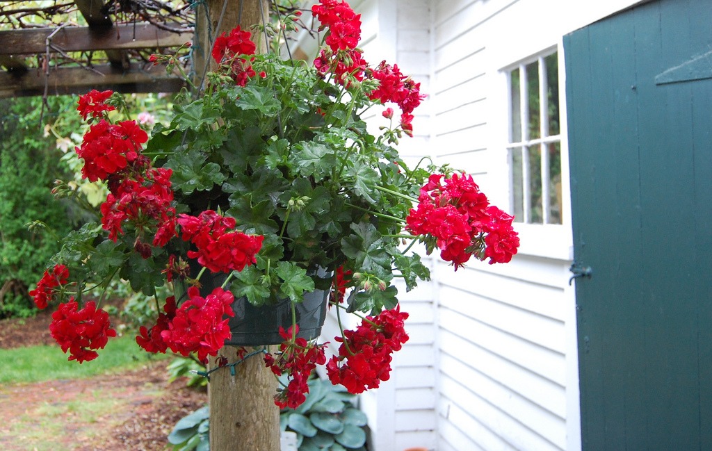 geraniums in a container