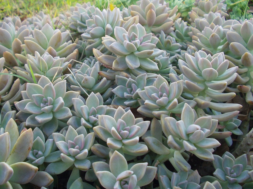 ghost plant succulent