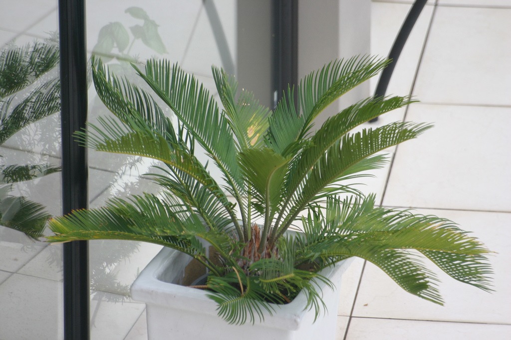 palm tree container