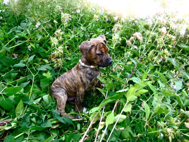 How to Achieve Pet-Proof Landscaping