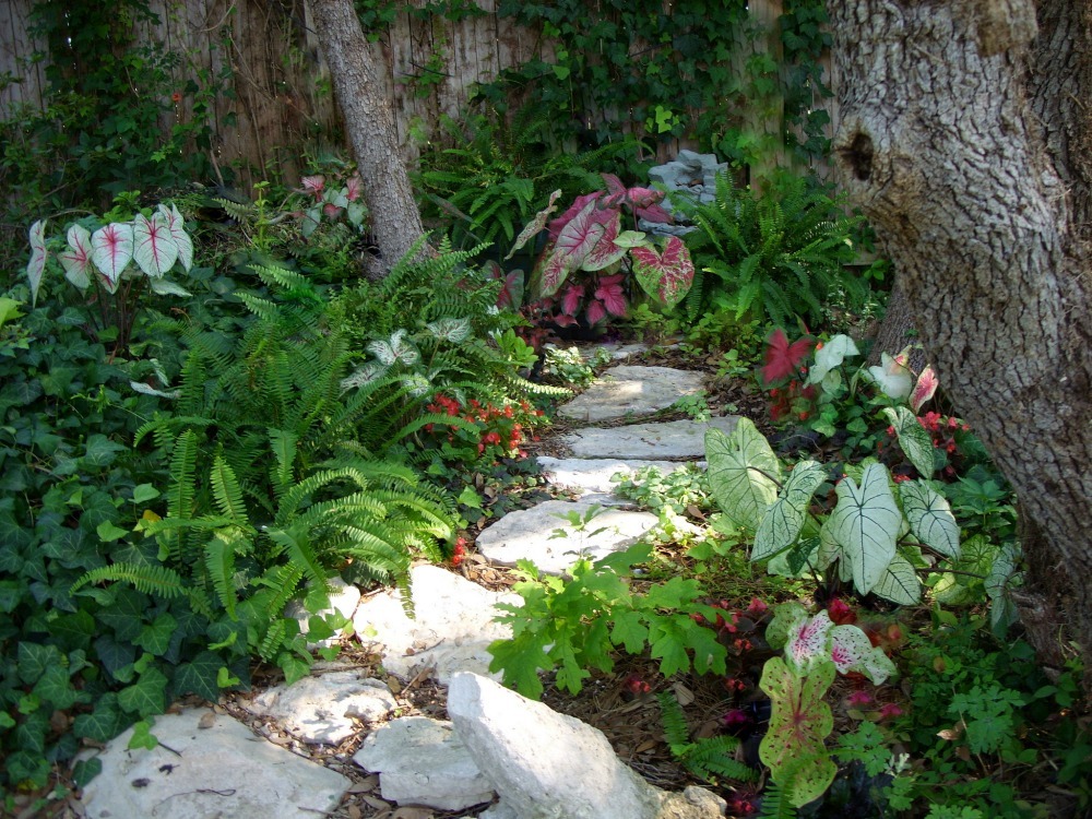 shade garden plants