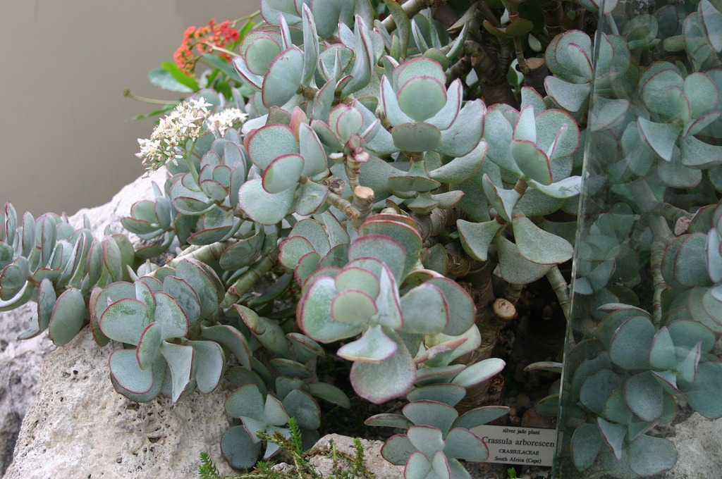 Silver jade plant