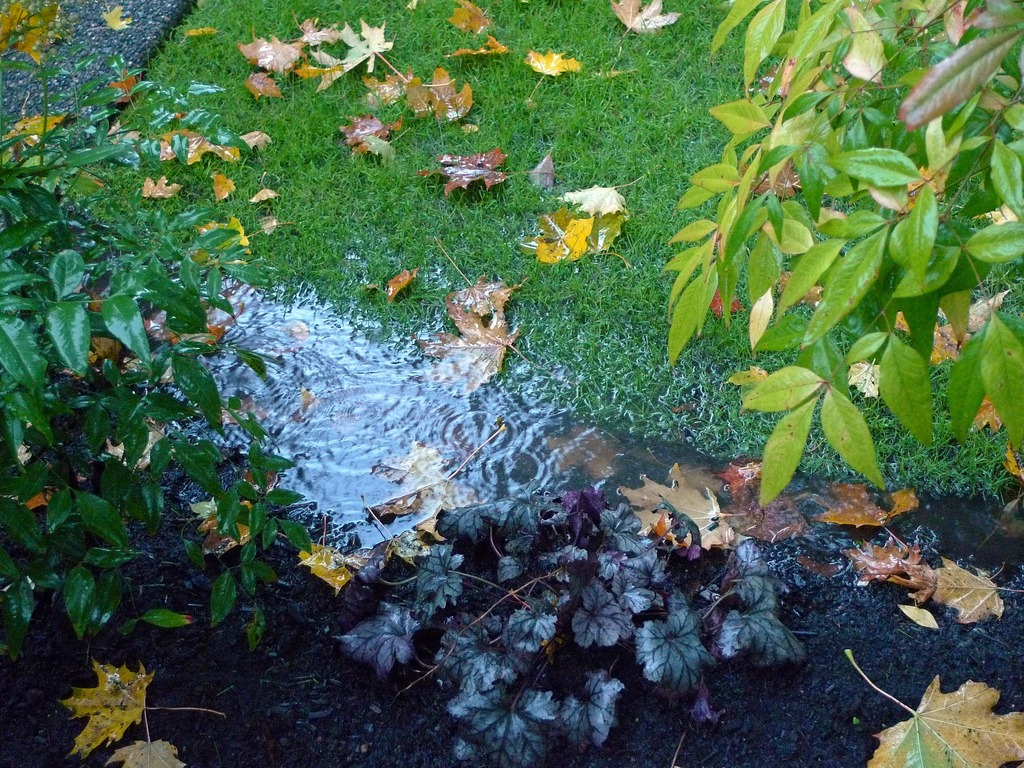 solutions for wet spots in garden