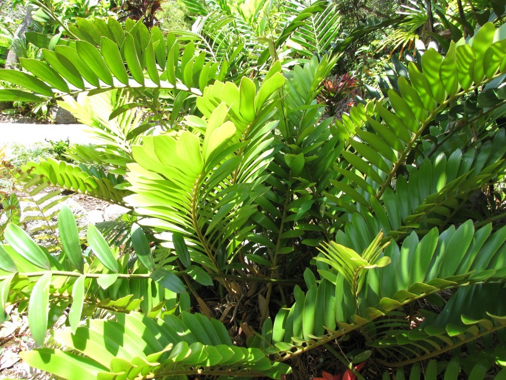 Zamioculcas Zamifolia plant