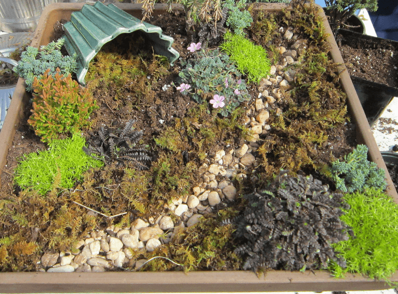 How to Create a Fairy Garden: Your Step-by-Step Guide