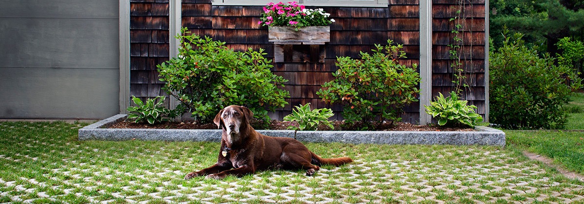 Dog on Turfstone (Belgard)