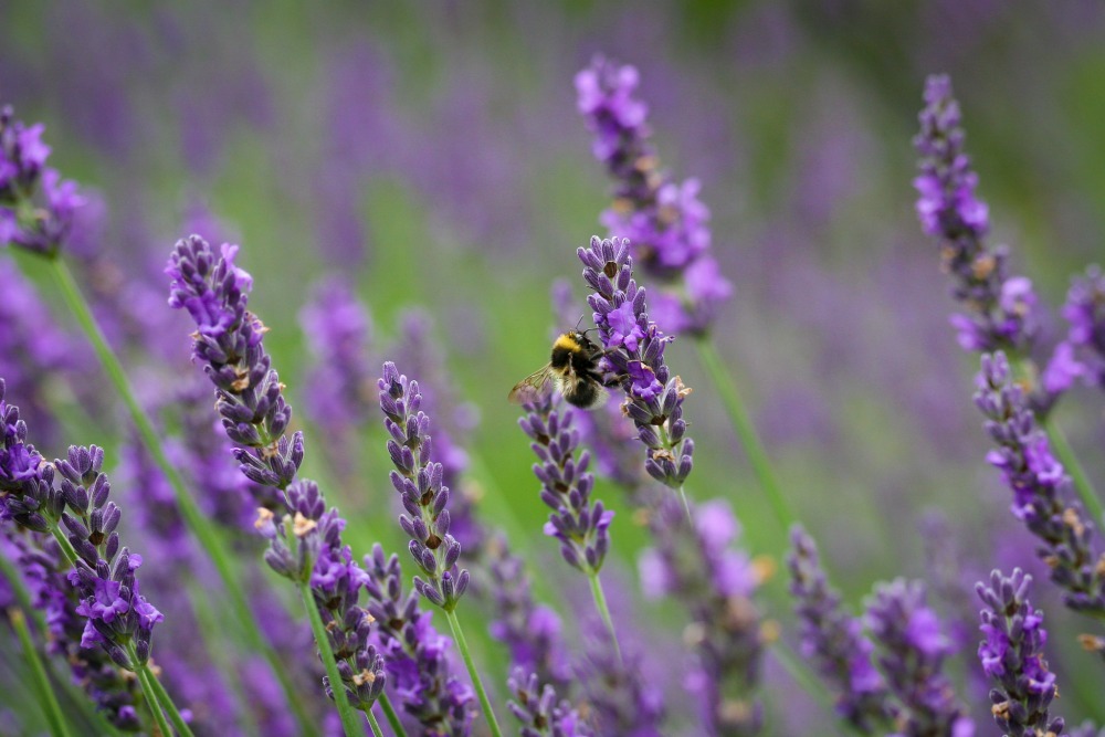 english lavender