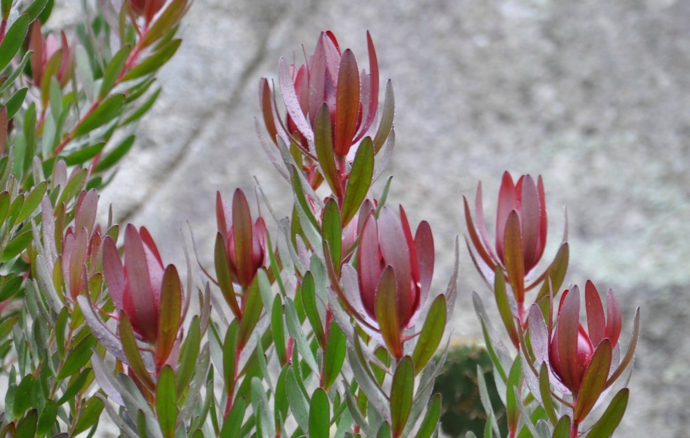 leucadendron