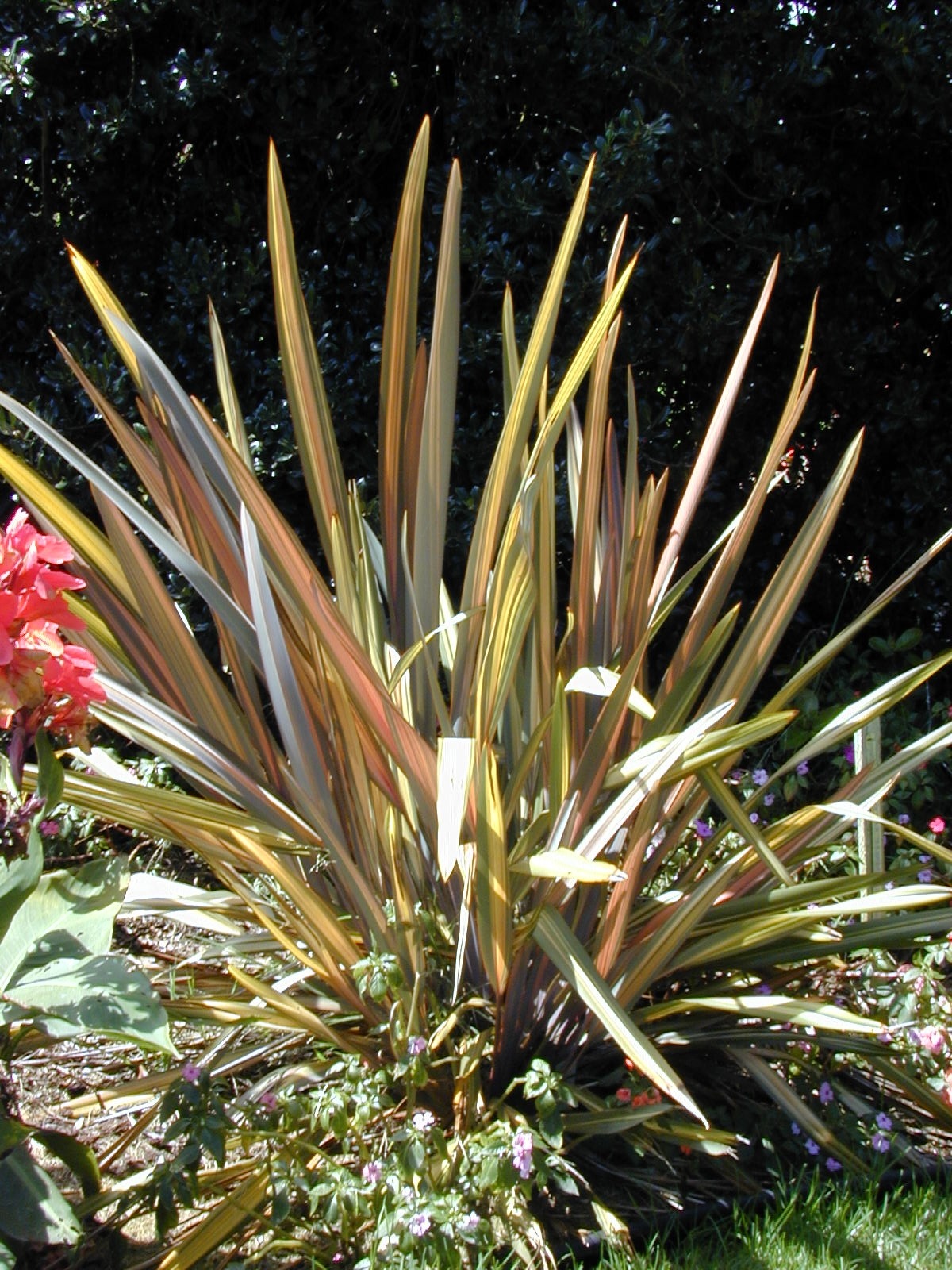 new zealand flax