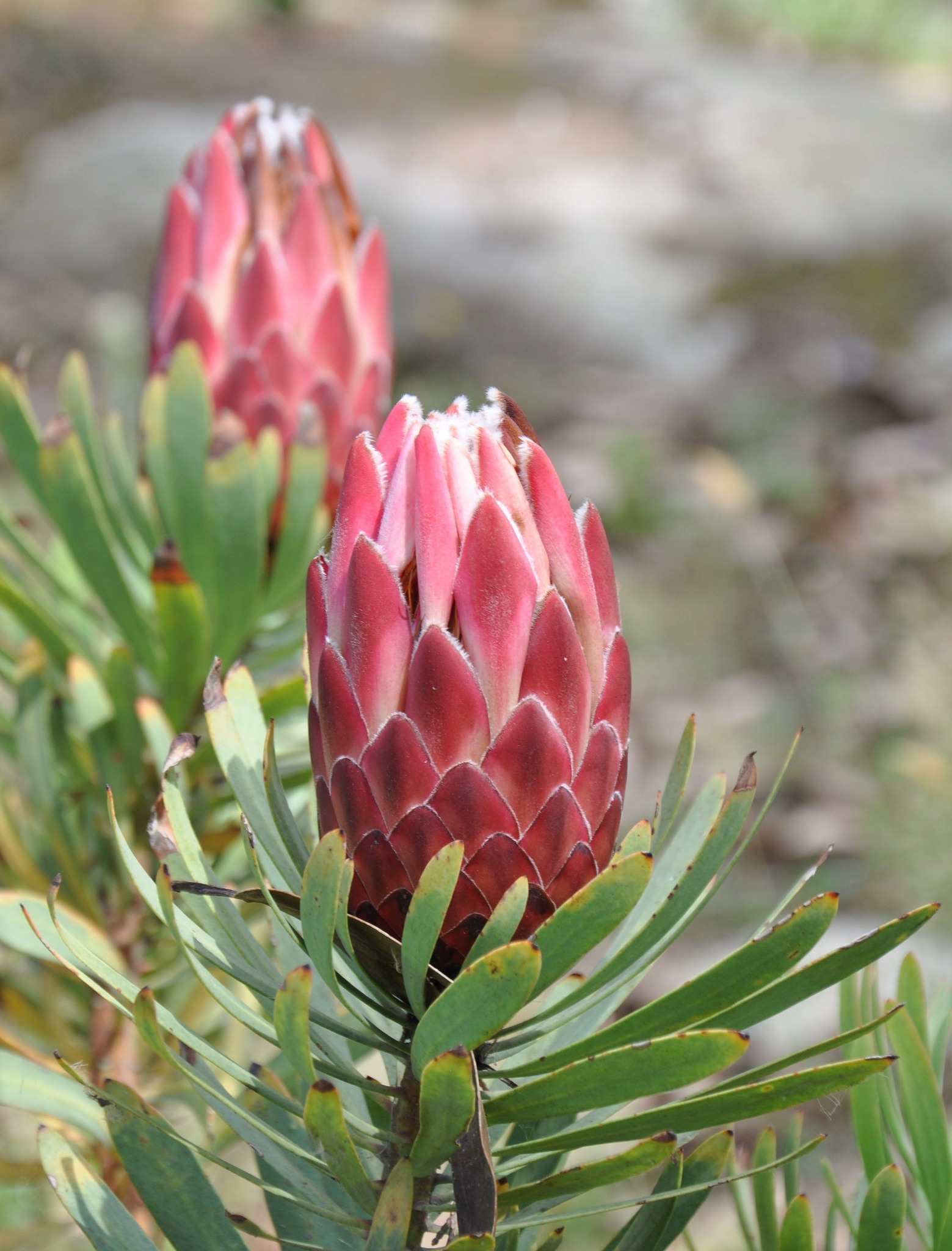 protea