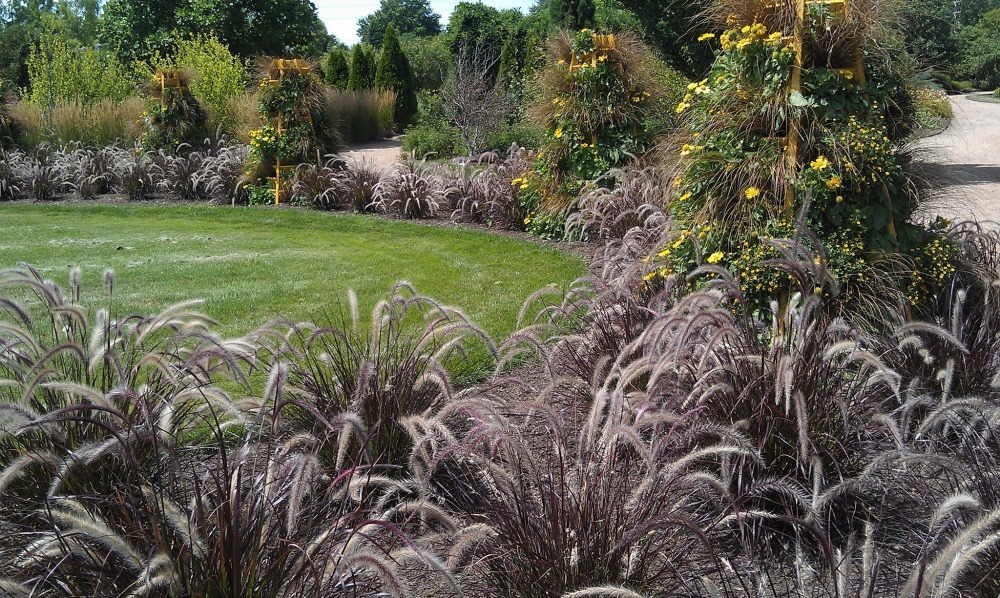 purple fountain grass