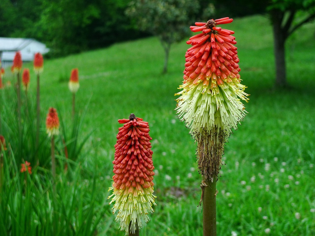 red poker plants