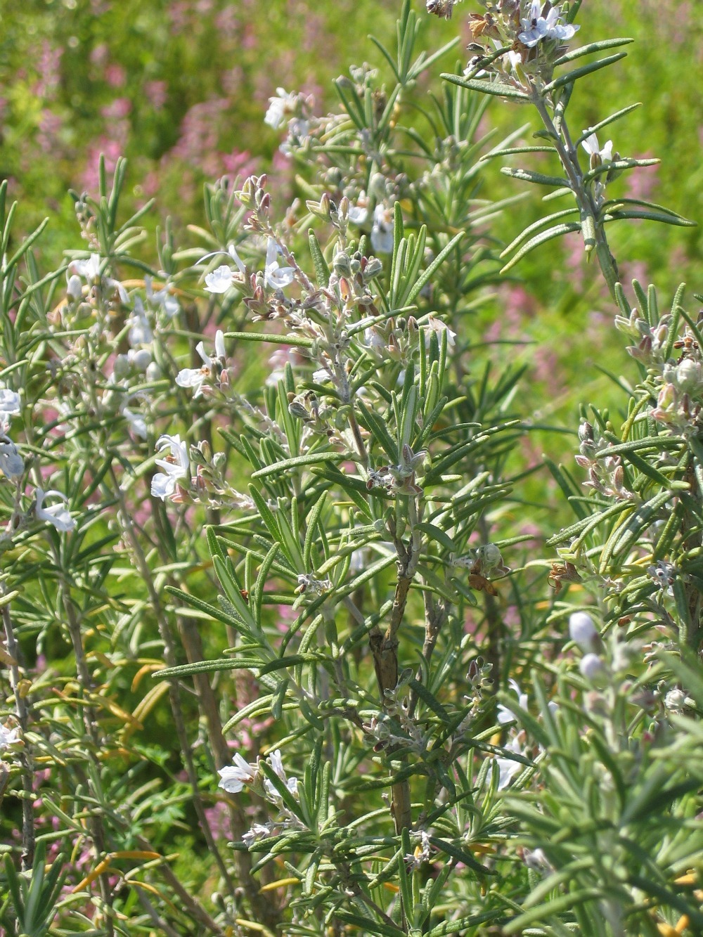 rosemary