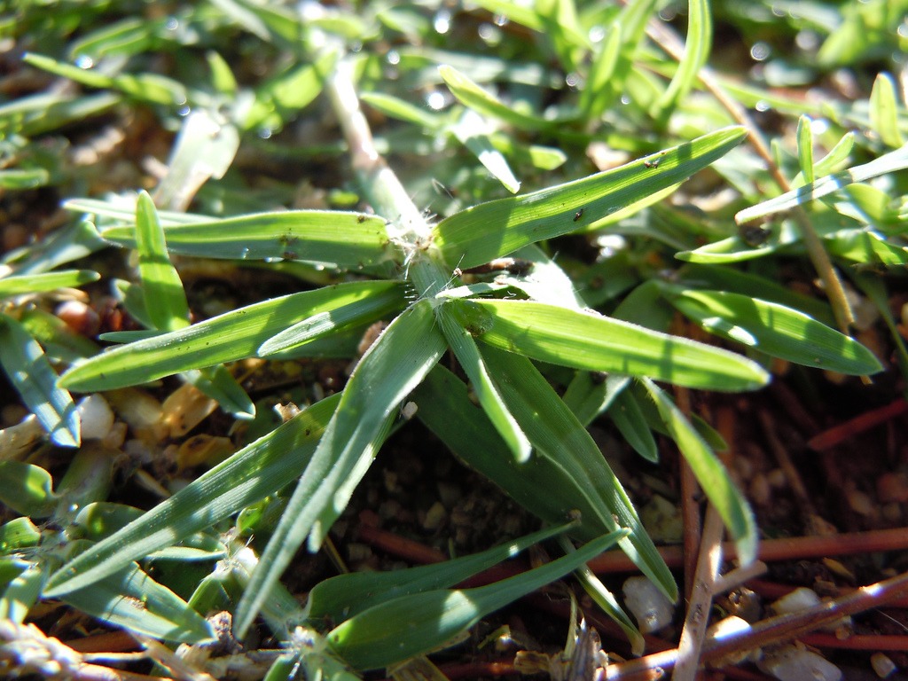 Bermuda grass is a common weed in San Diego