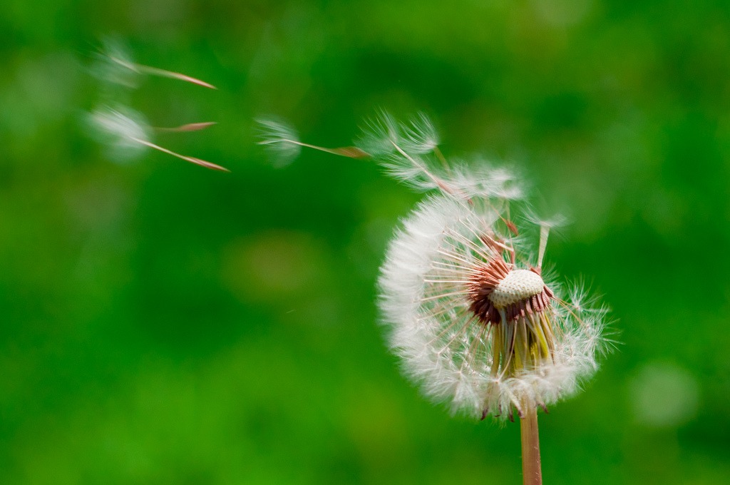 How to control Southern California common weeds