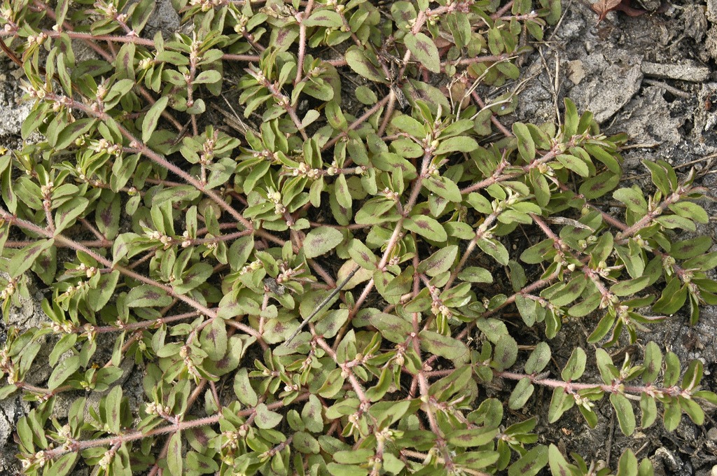 Spotted spurge is a common weed in San Diego