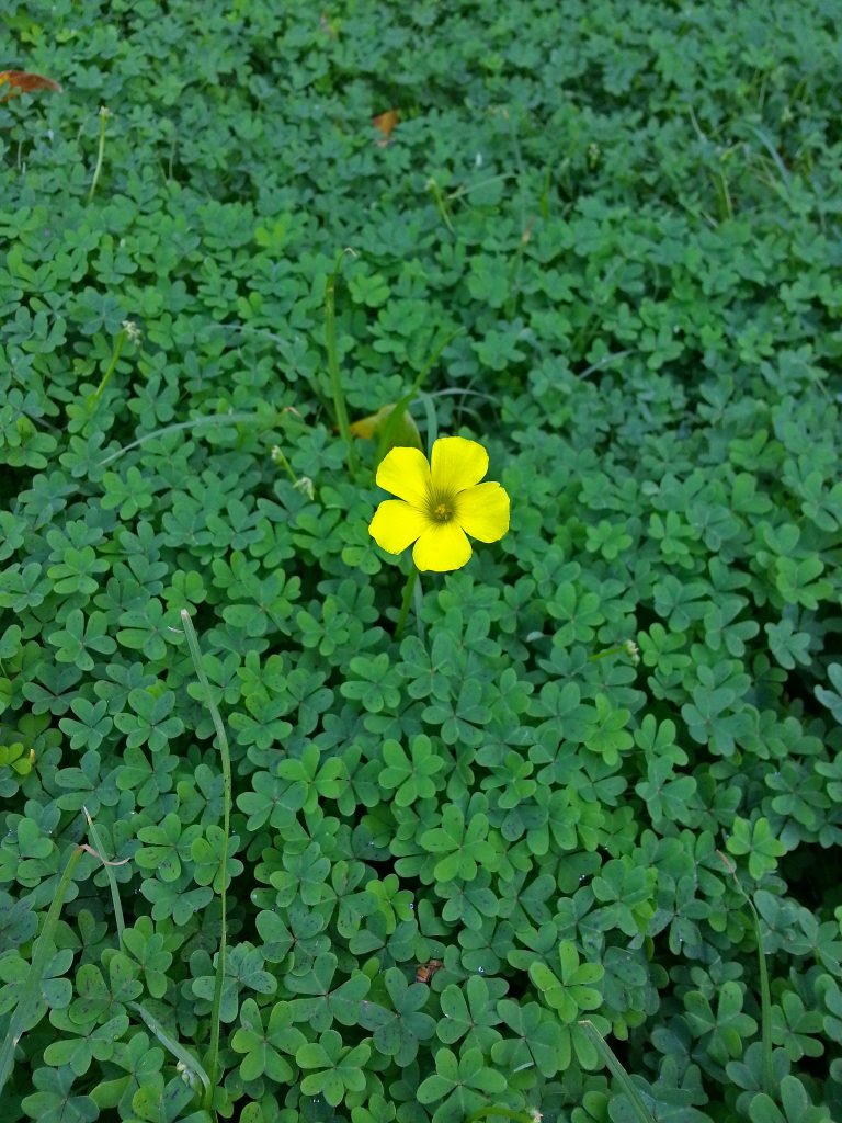 How To Get Rid of Weeds in Southern California InstallItDirect