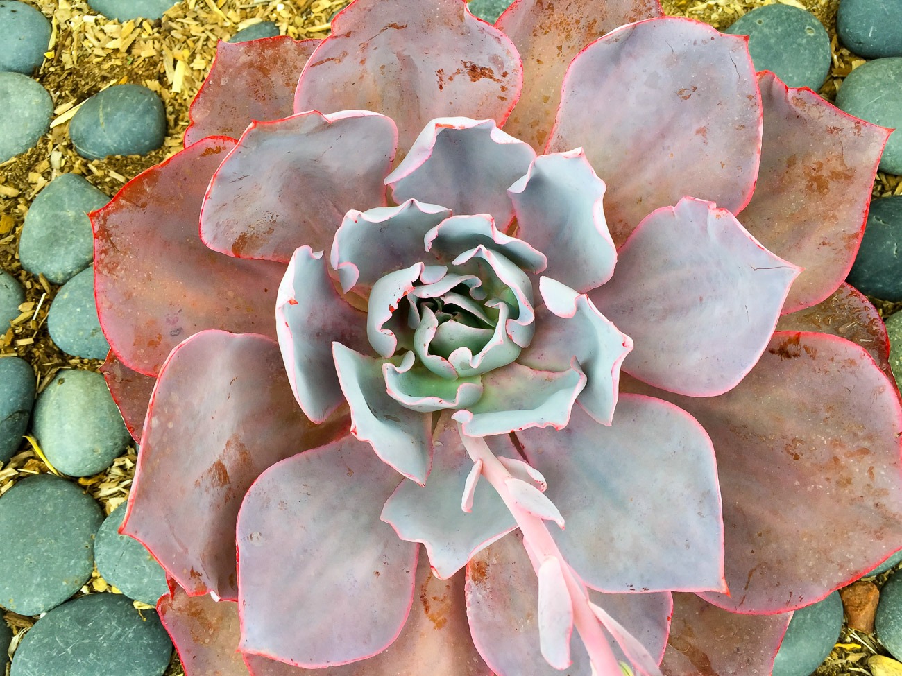 Echeveria afterglow succulent for your water-wise garden