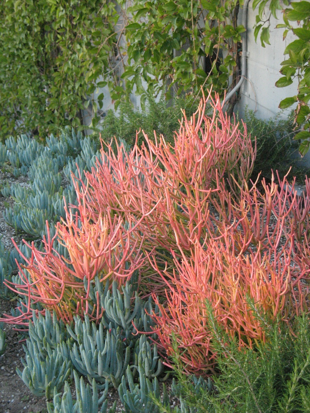 Euphorbia sticks on fire with blue senecio