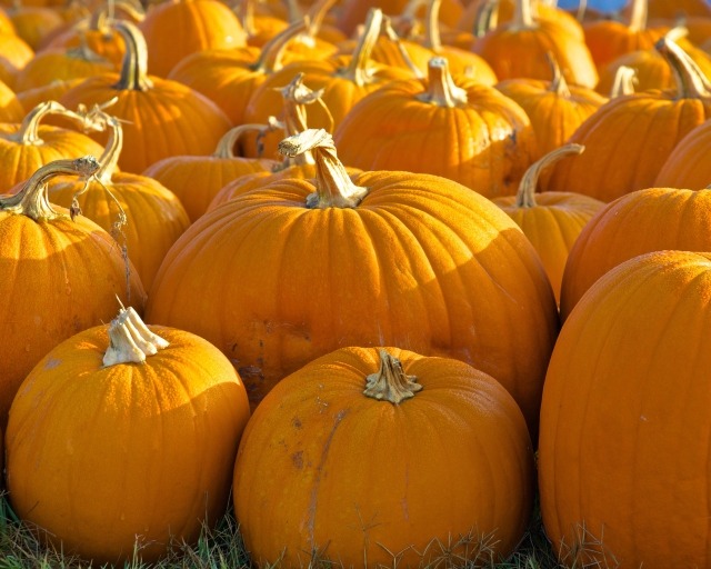 Harvested Pumpkins