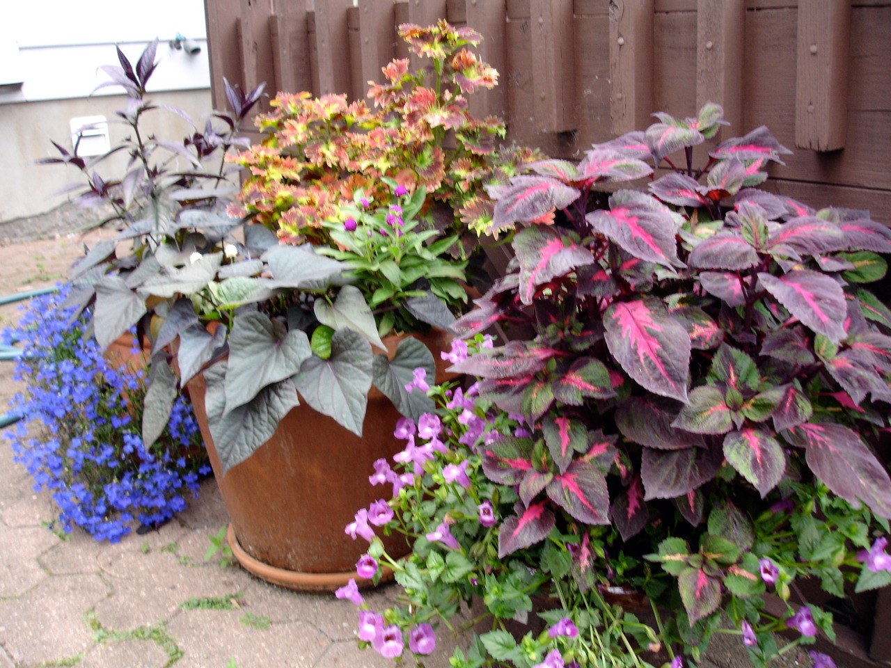 How to water container plants