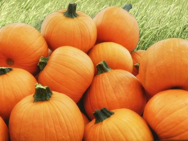 Pile of Pumpkins