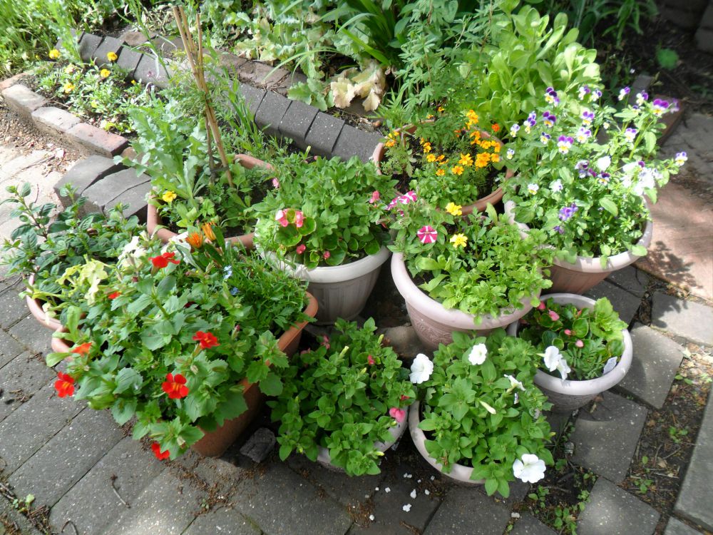 pretty container plants