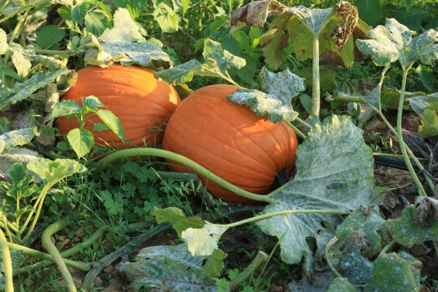 Pumpkin Vines