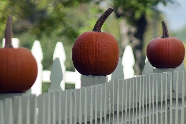 How to Grow Halloween Pumpkins For Your Kids and Guests to Enjoy