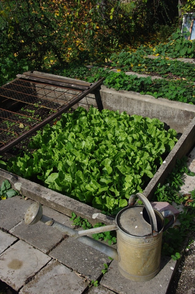Raised Garden Bed