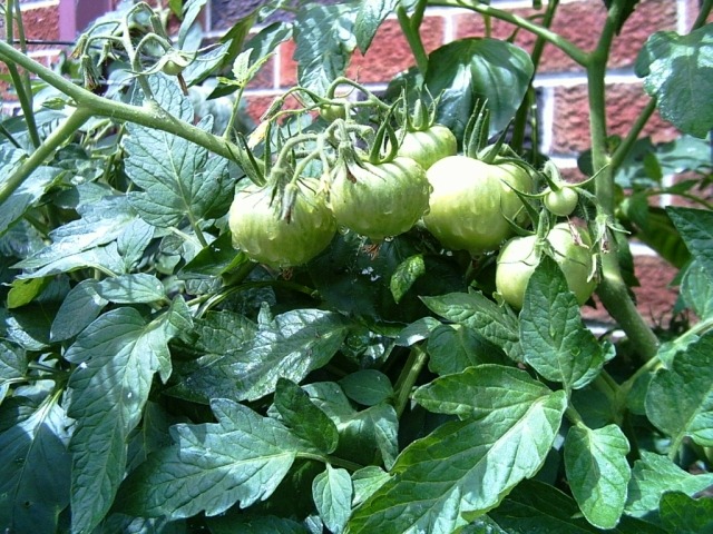 Tomato Plant