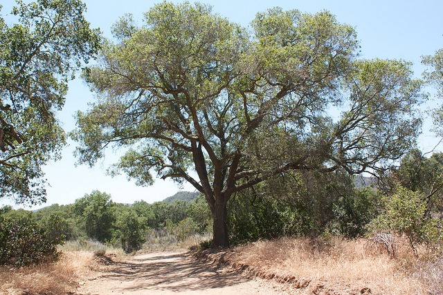 A coast live oak growing in the wild