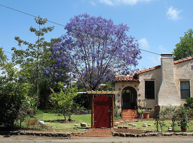 A jacaranda tree in front of a San Diego home
