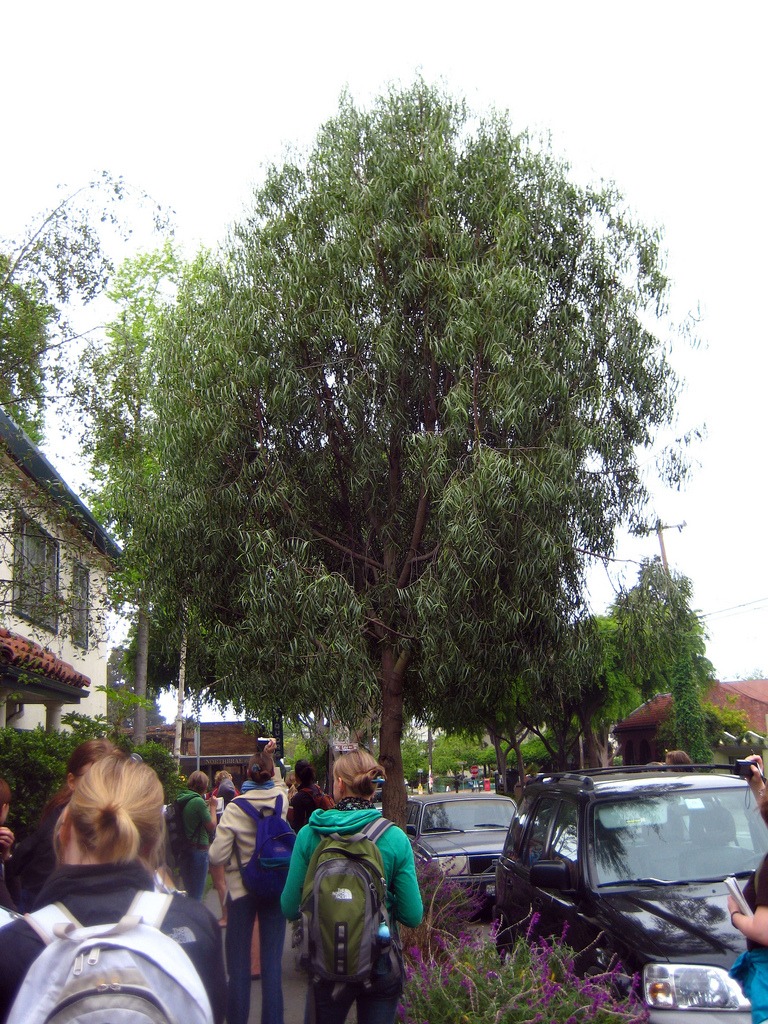An Australian willow tree