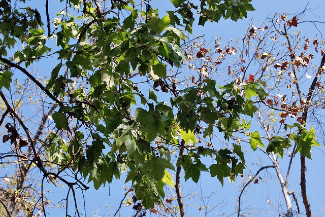 california sycamore tree