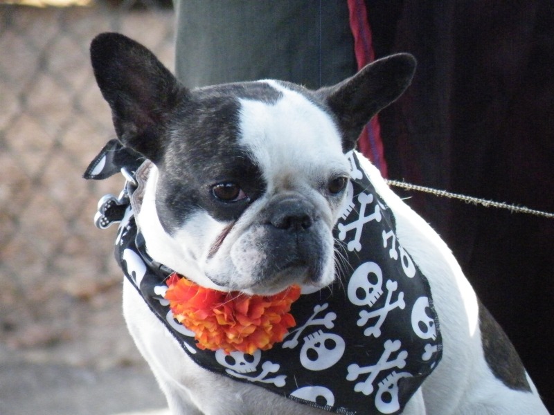 Dog in Halloween Costume