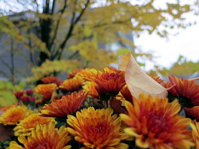 fall chrysanthemums