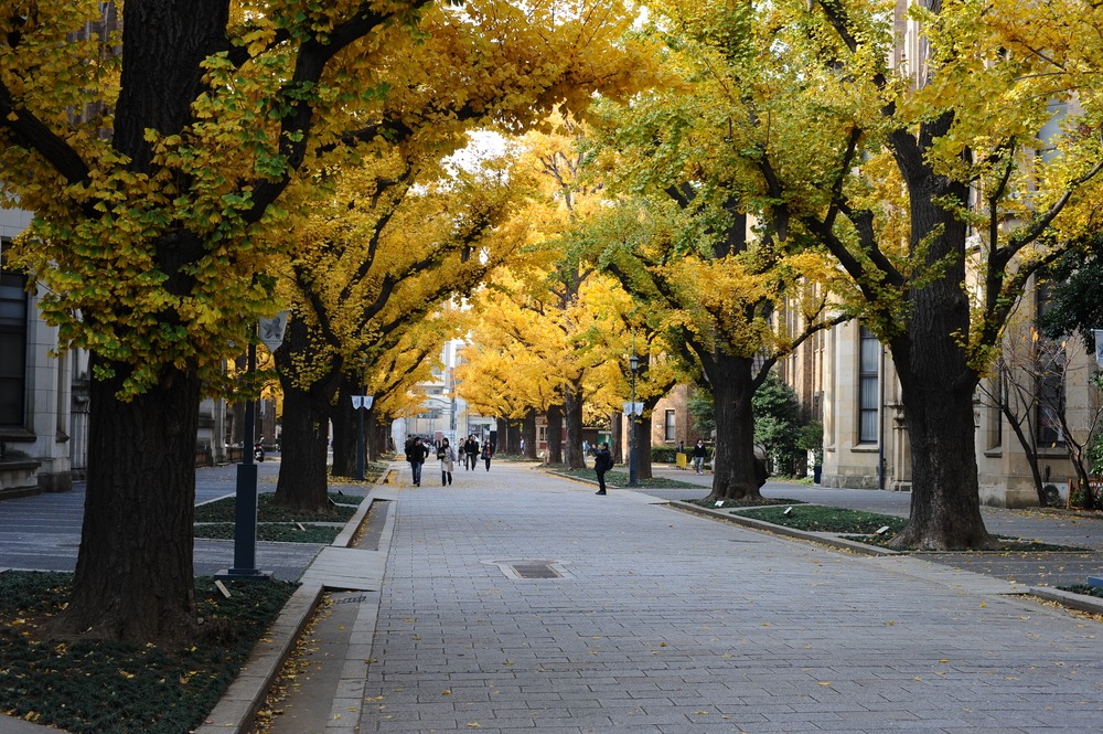gingko biloba tree
