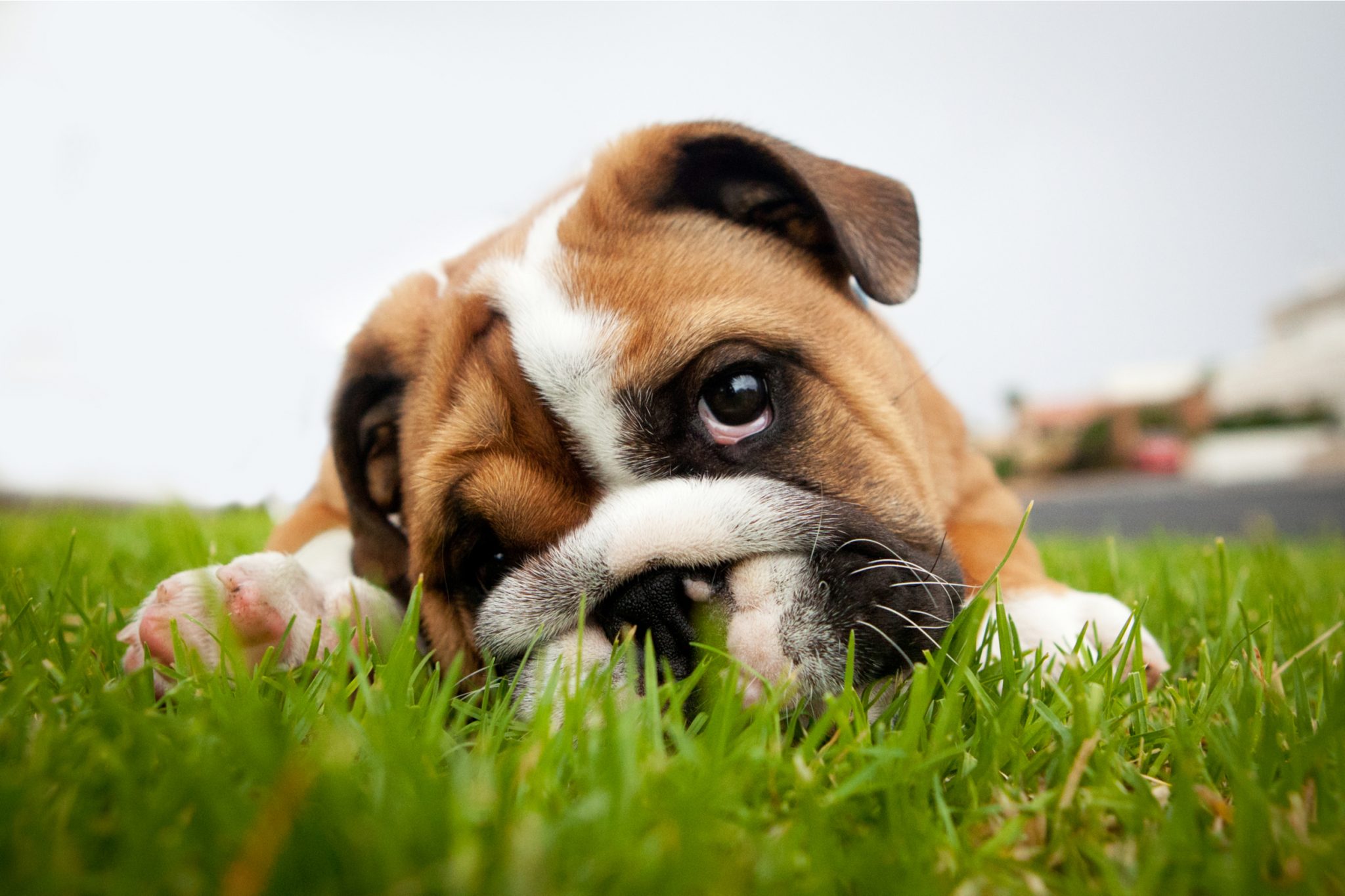 how to remove dog urine artificial grass